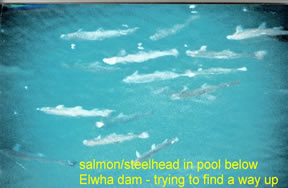 Elwha   salmon waiting to go up